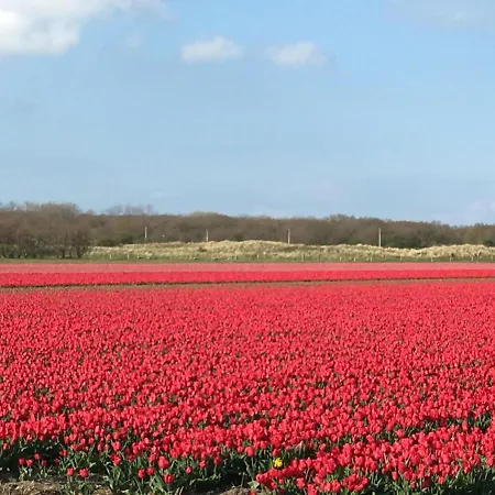 De Duinlopers- Appt Zilt Zand- Strand, Duinen En Nabij Cultuur Steden