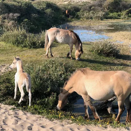 De Duinlopers- Appt Zilt Zand- Strand, Duinen En Nabij Cultuur Steden Prázdninový dům